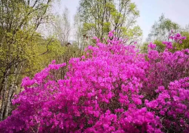 The colorful Inner Mongolia is like a painter overturning the "color palette"