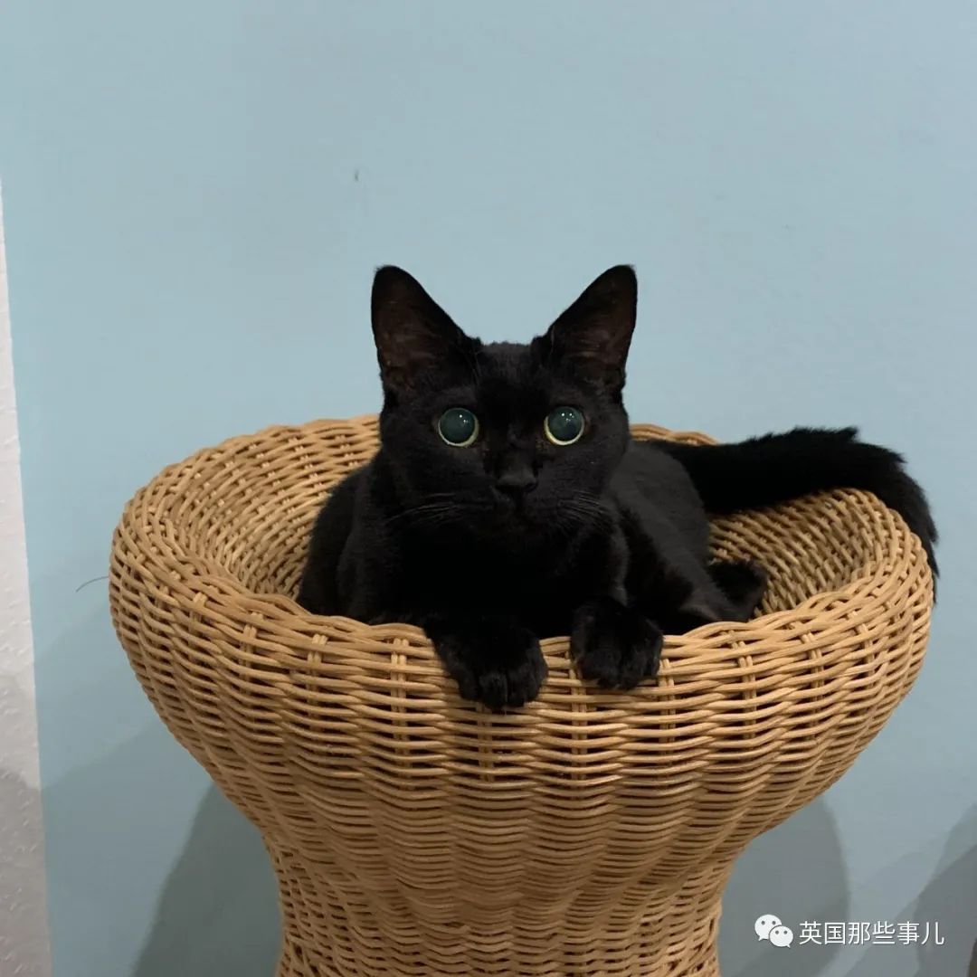 谁说黑猫不吉利不好看铲屎官们怒晒自家小煤球全都可爱爆啦