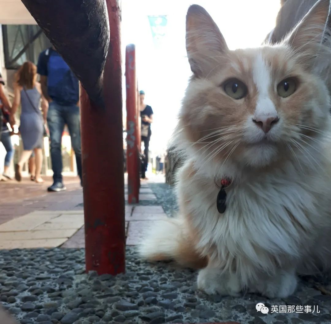 一只四处留情的渣猫竟被评为"新西兰年度人物"…当猫猫也太爽了