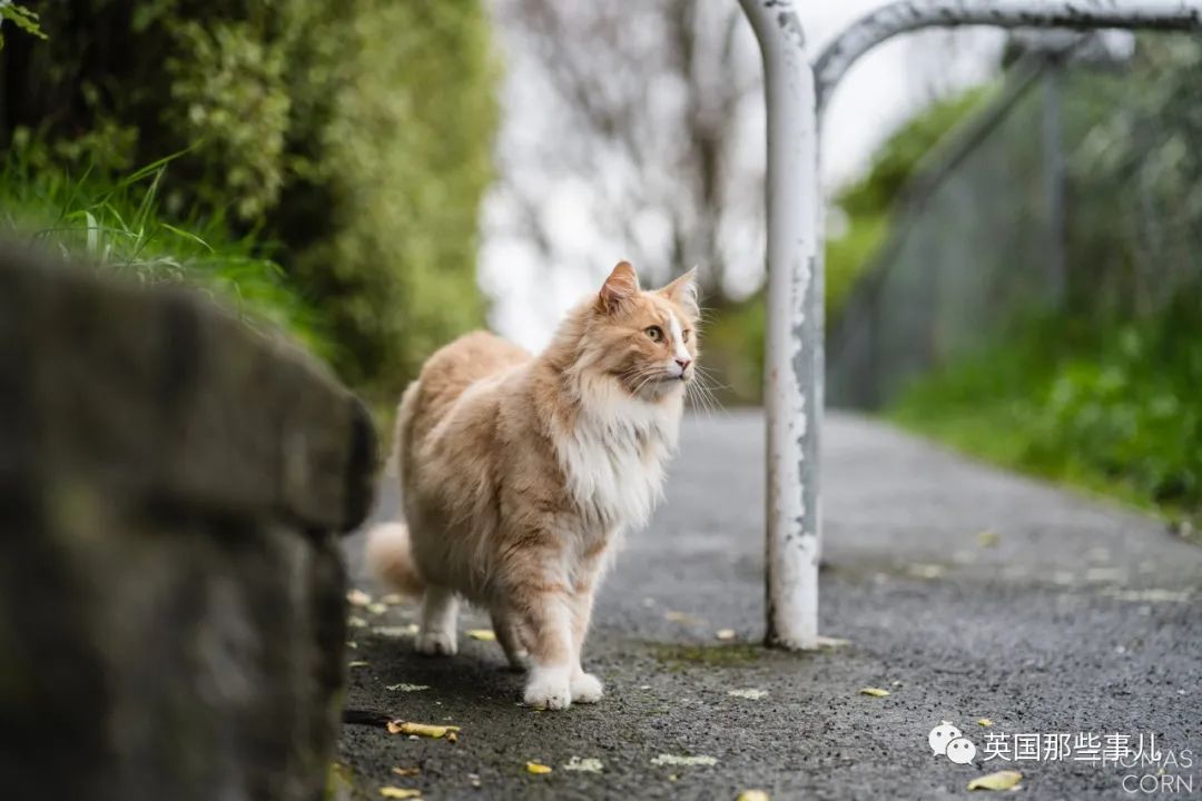 一只四处留情的渣猫竟被评为"新西兰年度人物"…当猫猫也太爽了