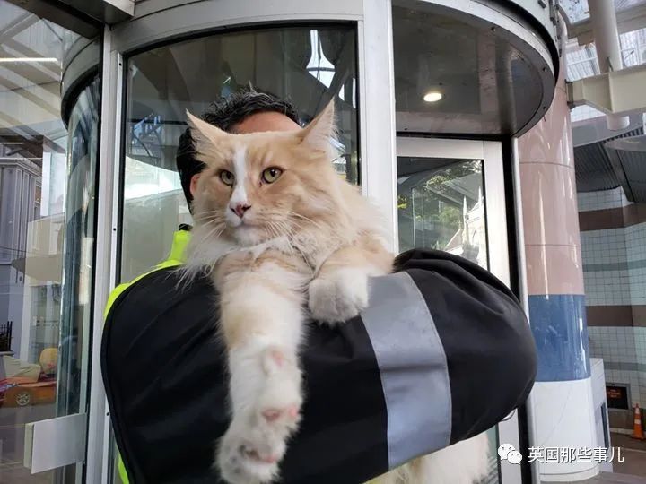 一只四处留情的渣猫竟被评为"新西兰年度人物"…当猫猫也太爽了