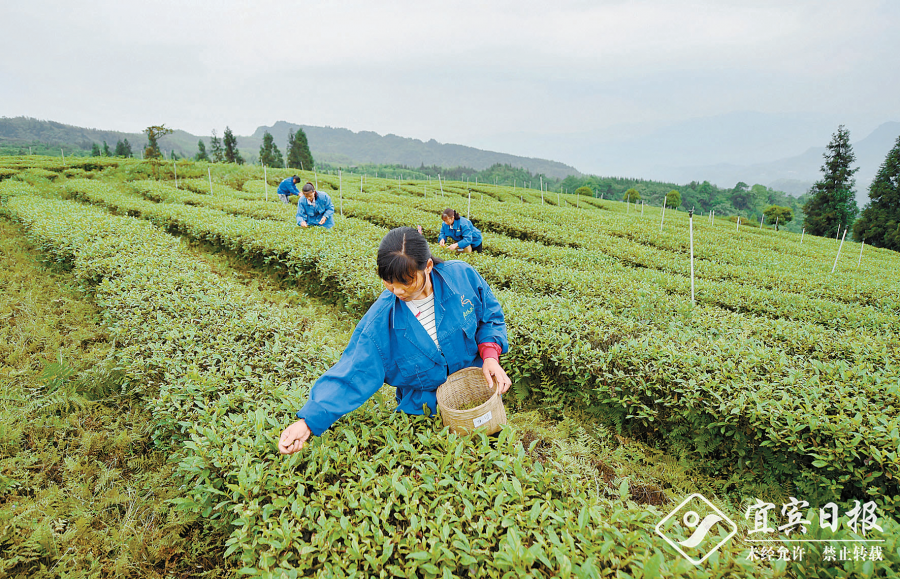 高质量建设现代特色农业强市