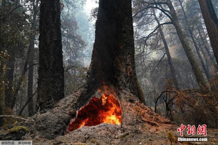 美加州大火致3000居民撤离 由派对烟火装置引发