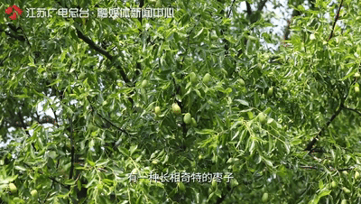 “唐伯虎点秋香”的故事就发生在江苏这座岛上？结局令东说念主唏嘘...