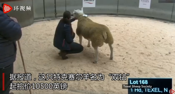 世界上最贵的羊332万元成交！为肉脂绵羊名种，是杂交优良品种