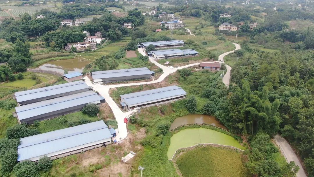 【同心脱贫在行动】宜宾江安：非公企业助力脱贫攻坚 带领村民共享“商鸡”