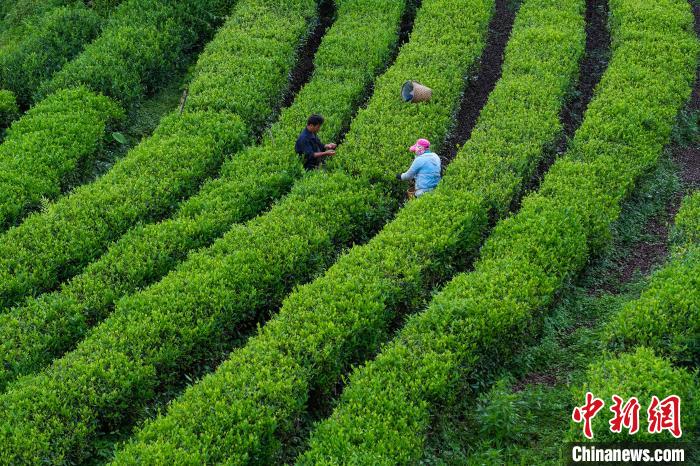在喜马拉雅山脉南麓墨脱，班禅与茶场负责人的一场对话
