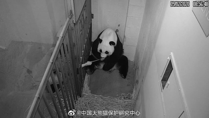 网友爆料后，官方回应旅美大熊猫美香产后疑遭虐待