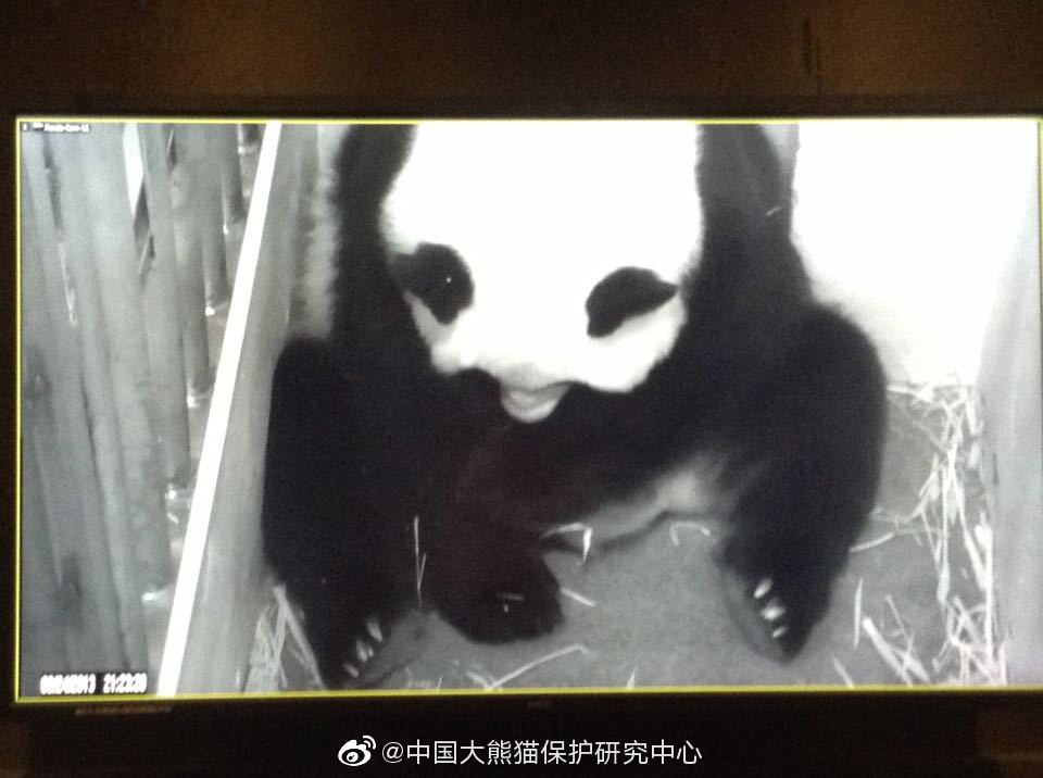 网友爆料后，官方回应旅美大熊猫美香产后疑遭虐待