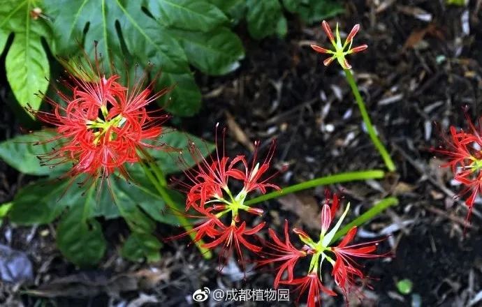 彼岸花开了！竟然开在成都这些地方……