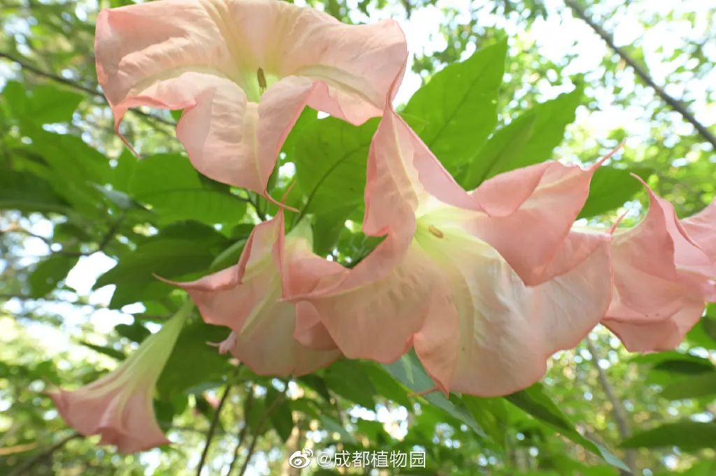彼岸花开了！竟然开在成都这些地方……