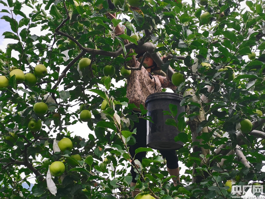 泸定桥畔，红色小城的绿色密码