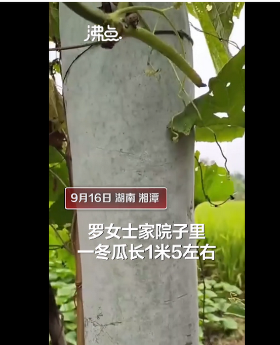 农户种出1米5高冬瓜冬瓜今天我就要将矮冬瓜这个名字去掉