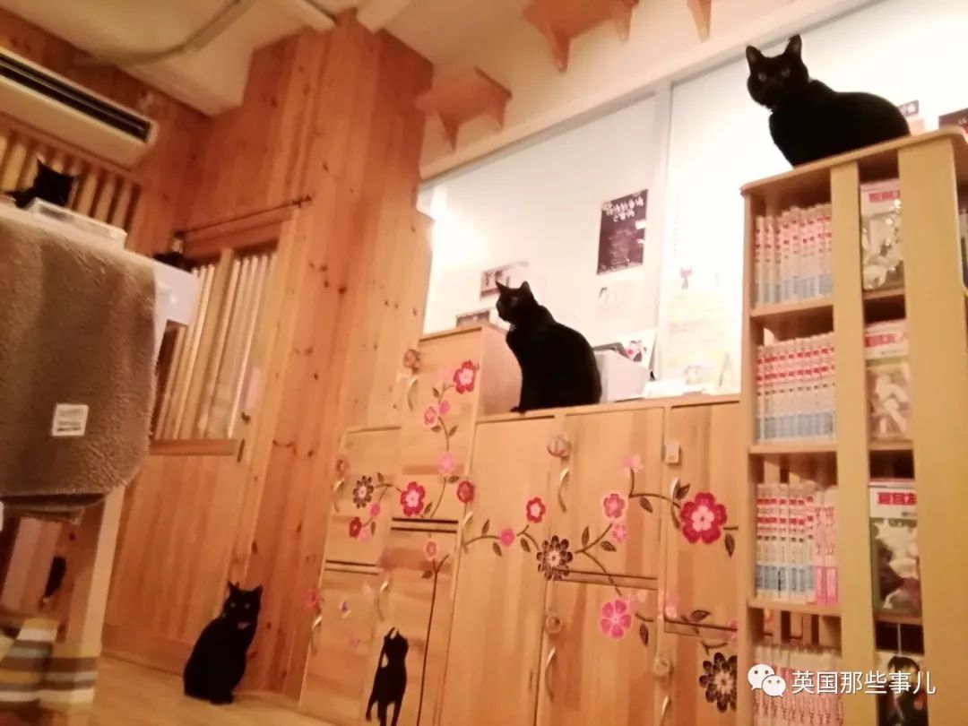日本这家特别的猫咖收留各种被嫌弃的"黑煤球"，画风也太霸气了