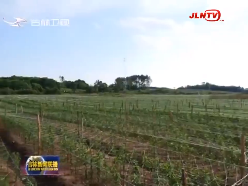 白山：药材好药才好 高质量推升中医药产业