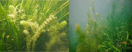 杭州西湖生态基底改良和沉水植物修复研究取得进展