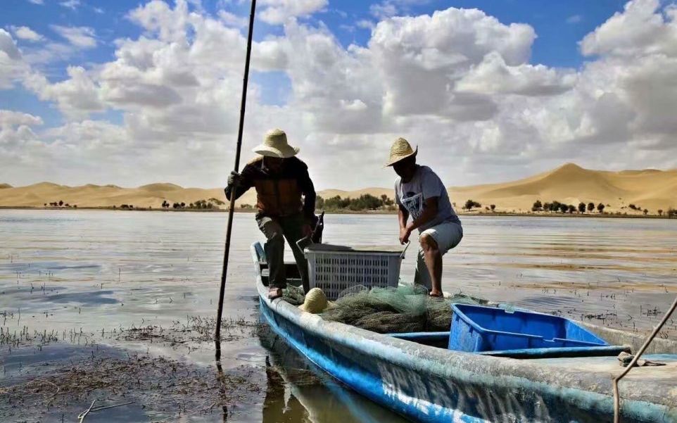 沙漠养出淡水蟹 塔里木河流域生态治理成果显现