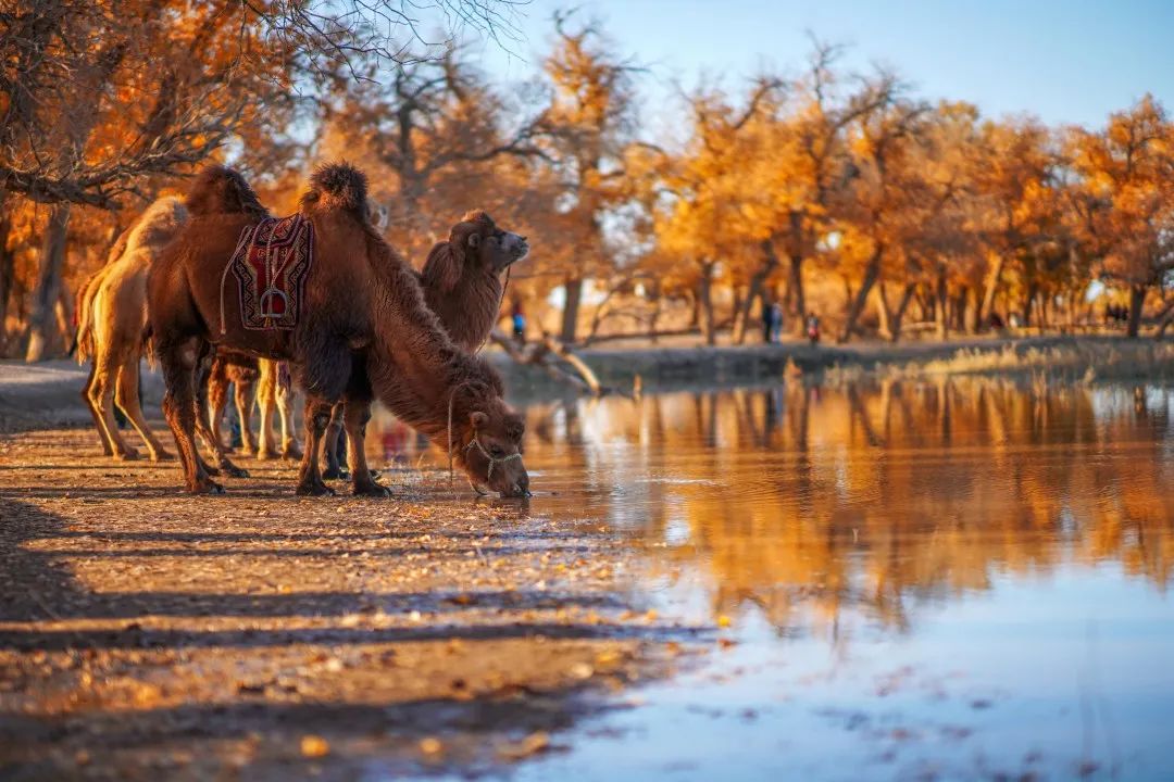 Haven’t been to Inner Mongolia to see the spring, summer, autumn and winter