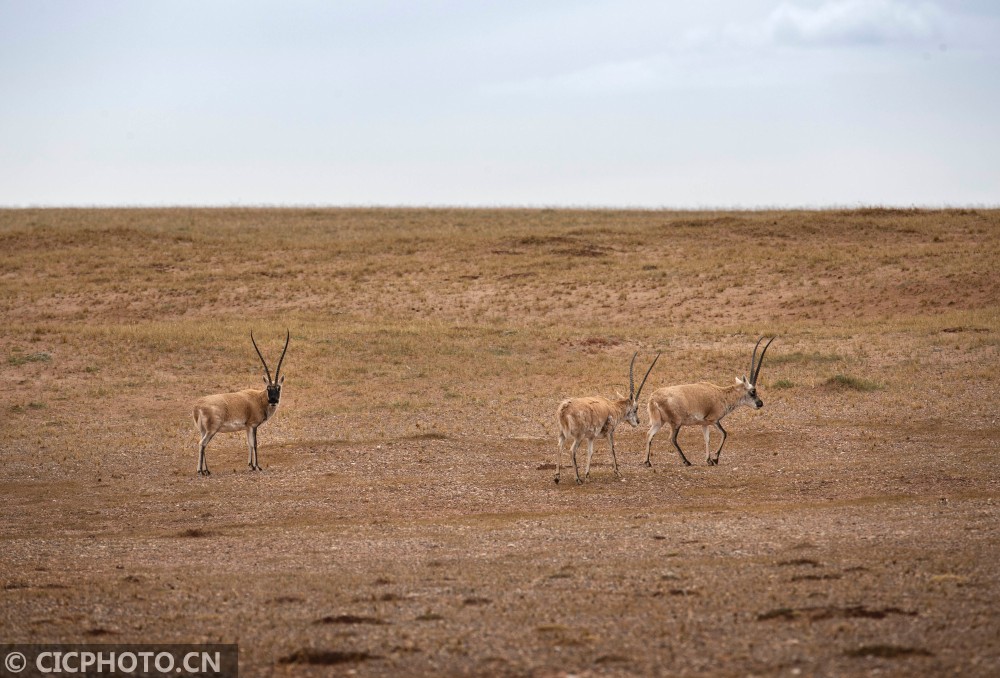 Kekexili, Qinghai: a paradise for wild animals