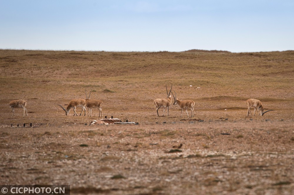 Kekexili, Qinghai: a paradise for wild animals