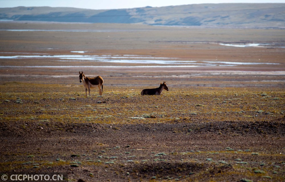 Kekexili, Qinghai: a paradise for wild animals