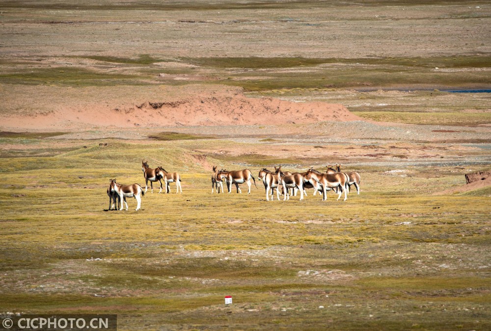 Kekexili, Qinghai: a paradise for wild animals