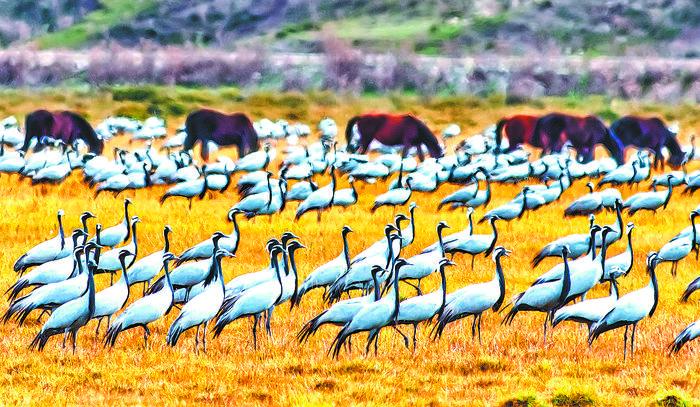 There is a kind of beauty called the beauty of Xinjiang