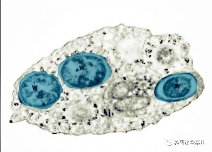 科学家用自己手臂喂饱5000只蚊子！这科研做得也太拼了吧