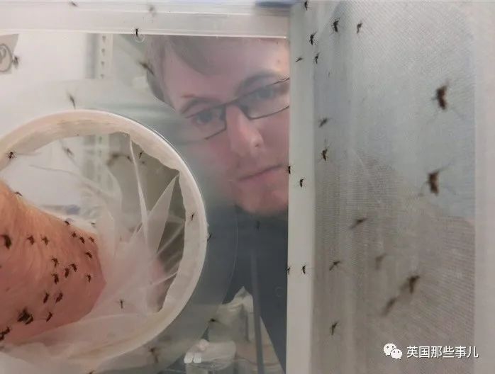 科学家用自己手臂喂饱5000只蚊子！这科研做得也太拼了吧