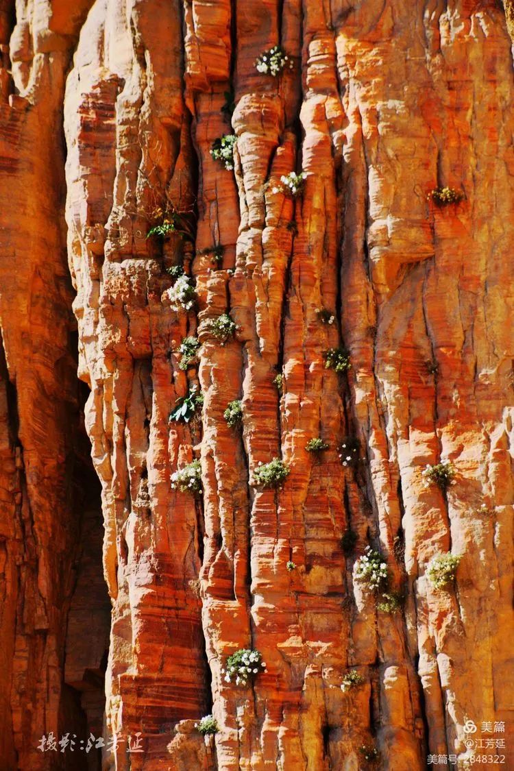 在武安,太行菊分布在西部山区崇山峻岭的悬崖峭壁上.