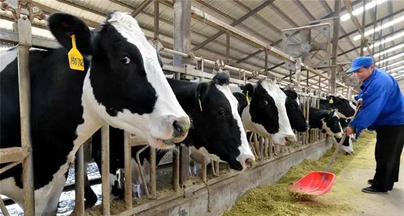 Sichuan is big spring in sight of grain bumper harvest predicts increase production 250 million kilograms