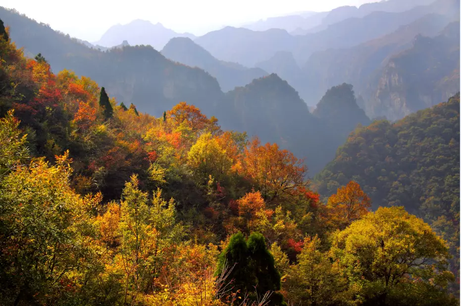 The sea of ​​red leaves and clouds, the appearance is bursting!  Yuntai Mountain invites you to visit the wrong peak this weekend