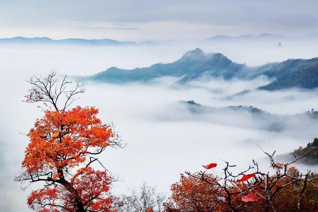 The sea of ​​red leaves and clouds, the appearance is bursting!  Yuntai Mountain invites you to visit the wrong peak this weekend