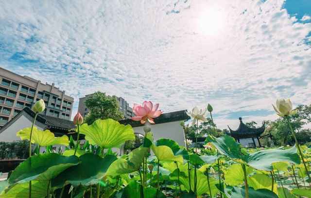 这是医院还是公园？上海这家医院内的近万平方米精品园林成网红打卡地
