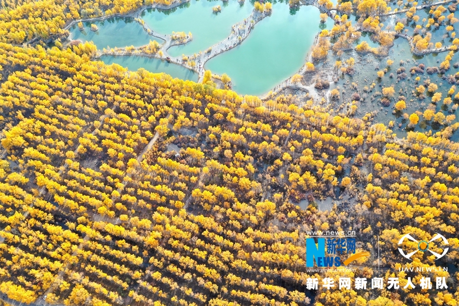 ""Flying" China" Jiuquan, Gansu: Populus euphratica wears "Golden Armor"