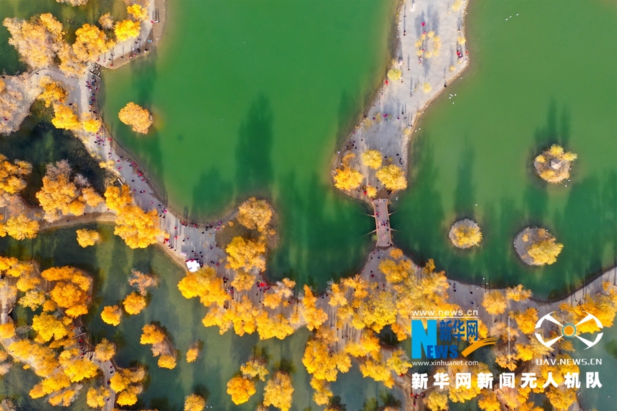 ""Flying" China" Jiuquan, Gansu: Populus euphratica wears "Golden Armor"