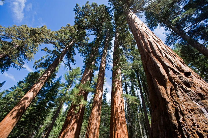 世界最高树木吸碳能力超估算