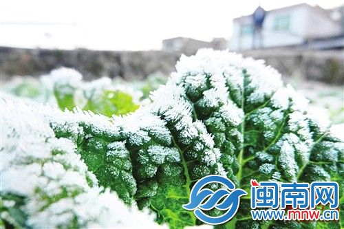 今日小寒 最冷的日子要来啦!小寒吃什么养生?小寒传统食物推荐