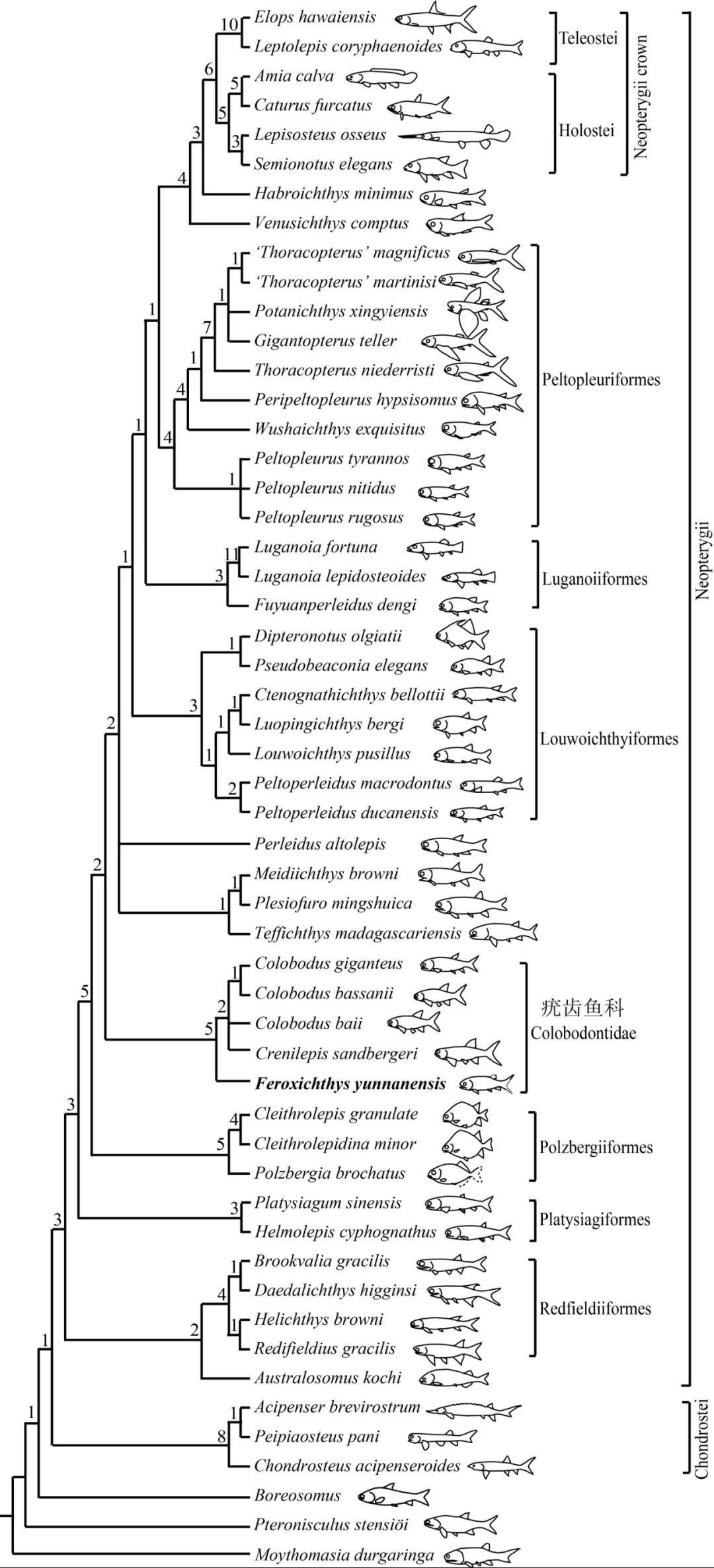 “云南暴魚(yú)”見(jiàn)證三疊紀(jì)海洋生物復(fù)蘇