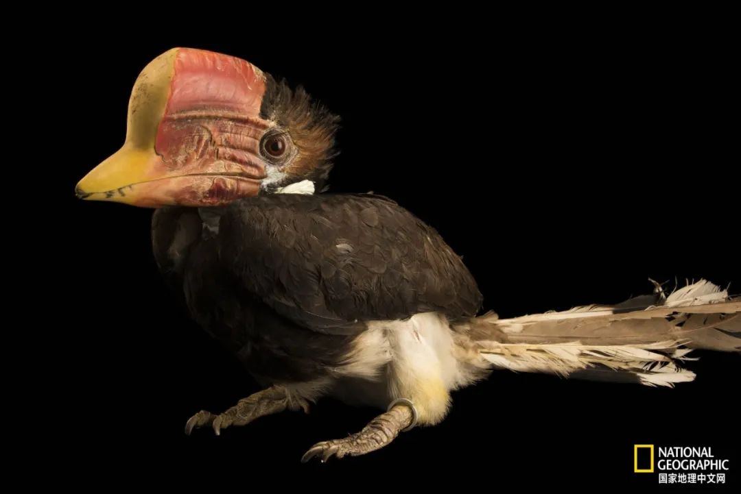 盔犀鸟-比象牙还血腥的真相