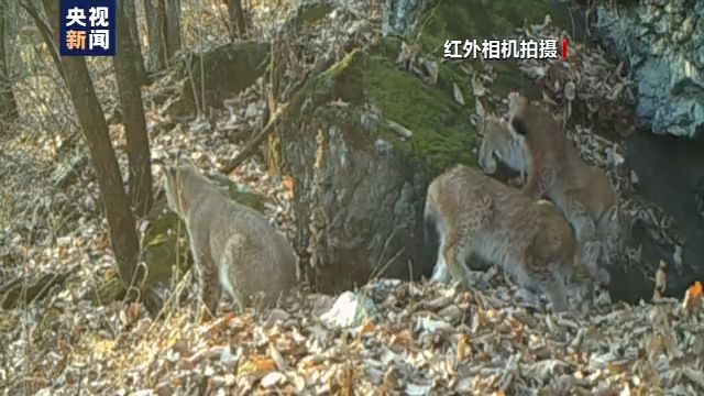 小兴安岭首次发现东北虎吃熊影像证据