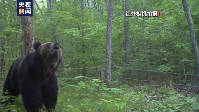 小兴安岭首次发现东北虎吃熊影像证据