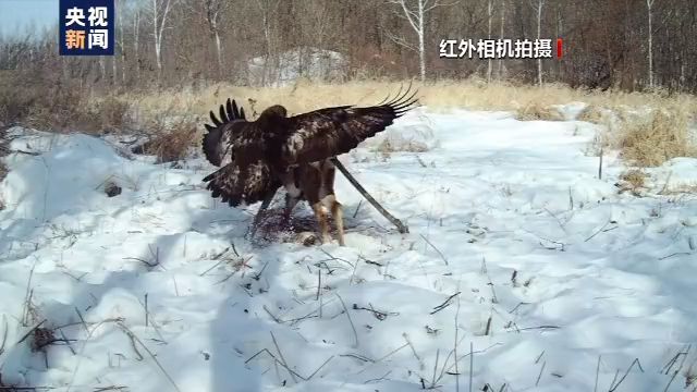 小兴安岭首次发现东北虎吃熊影像证据