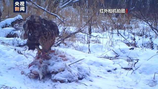 小兴安岭首次发现东北虎吃熊影像证据