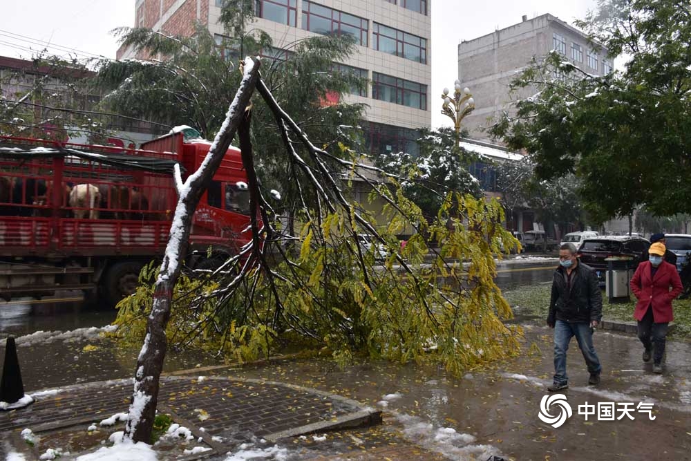 甘肃临夏积雪结冰 多处树枝被压断