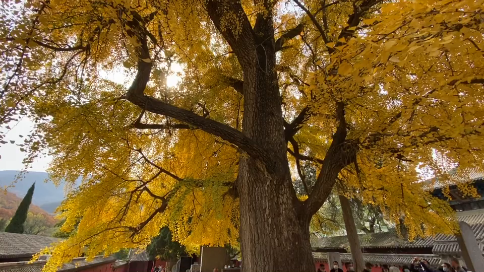 Thousand-year ginkgo wearing golden armor