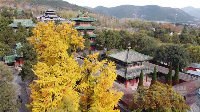 Thousand-year ginkgo wearing golden armor