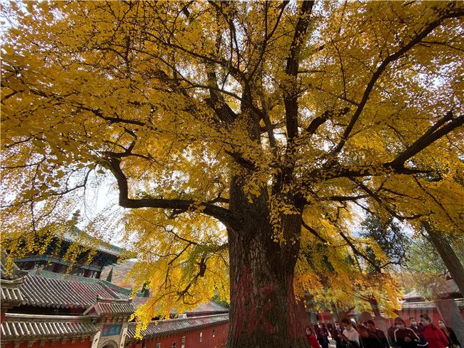 Thousand-year ginkgo wearing golden armor