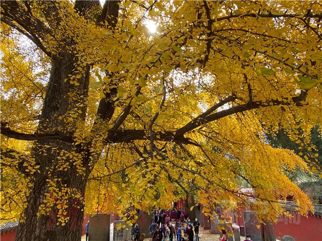 Thousand-year ginkgo wearing golden armor