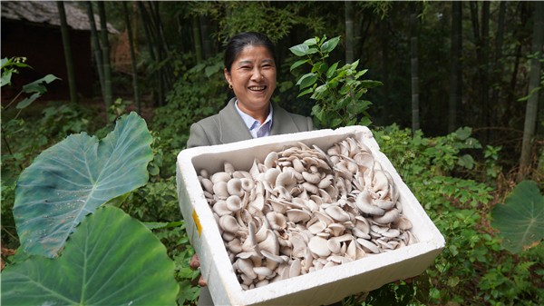 湘潭县蘑菇种植户潘玉梅：从贫困户到小老板 蘑菇撑起致富伞